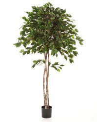 Sztuczny Fikus Exotica Umbrella 180 cm