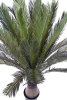 Sztuczny Cycas 150 cm