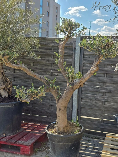 Rozłożyste drzewko oliwne 160 cm