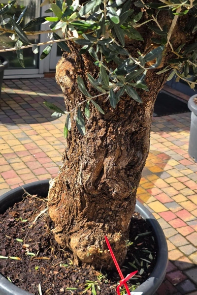 Drzewko oliwne 200 cm gruby pień