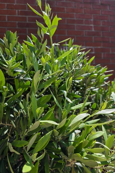 Olea europaea drzewko oliwne 180 cm