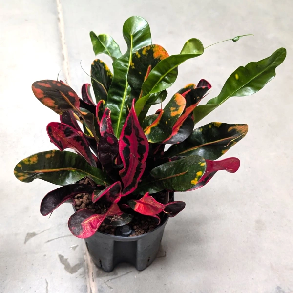 Kroton variegatum mammi 30 cm w hydroponice MK13/12 wielobarwny