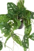 Sztuczna Monstera Monkey wisząca 80 cm w doniczce