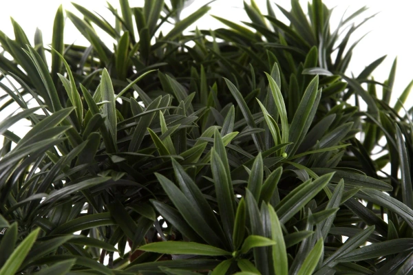 Sztuczny Podocarpus Bonsai 105 cm UV