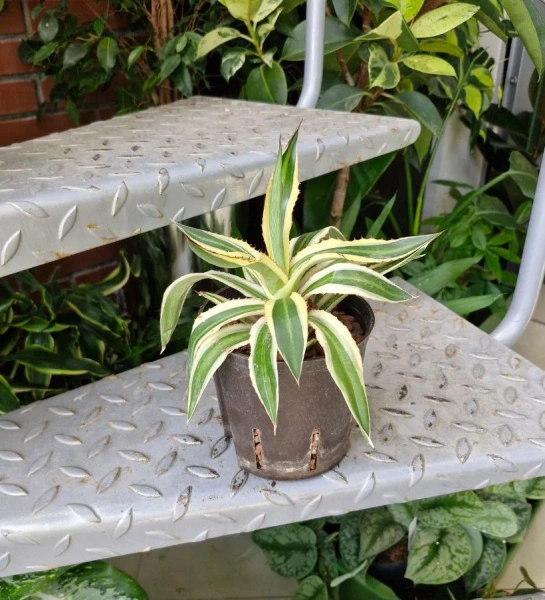 Agawa w hydroponice 25 cm MK13/12