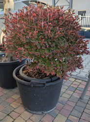 Enkianthus perulatus Enkiant dzwonkowaty 60 cm