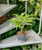 Dracena Fragrans Yellow Coast w hydroponice 40 cm MK13/12