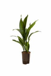 Aspidistra wyniosła (elatior) 80 cm MK15/19