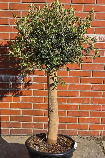 Oryginalne drzewko oliwne na grubym pniu 165 cm