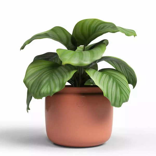 Astrea 26/22 terakotowa osłonka ceramiczna gliniana