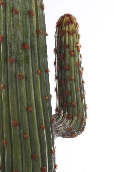 Sztuczny Kaktus Meksykański 170 cm