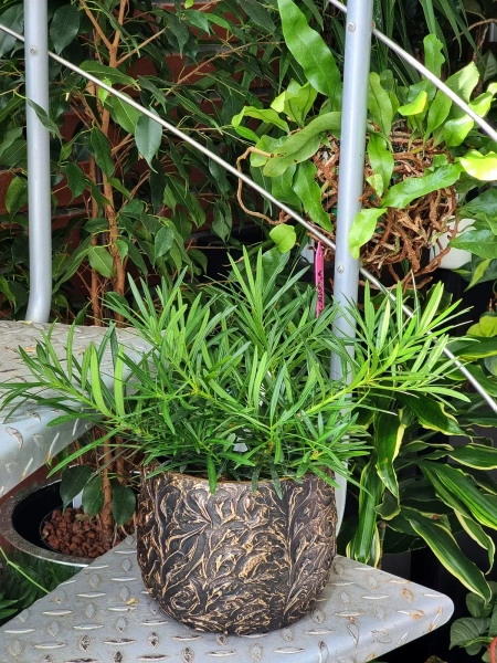 Arthur Oval 41x20/26 owalna złota osłonka ceramiczna