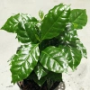 Kawa Coffea arabica 35 cm MK13/12 w hydroponice