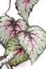 Sztuczna Begonia różowo-szara wisząca 110 cm