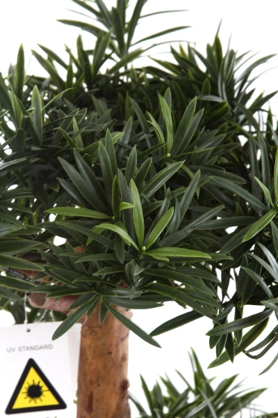 Sztuczny Podocarpus Bonsai 105 cm UV