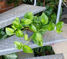 Epipremnum Pinnatum Global Green w hydroponice MK13/12