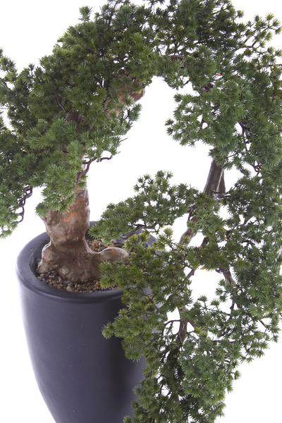 Sztuczne drzewko Modrzew Bonsai Larch Han-Kengai 90 cm
