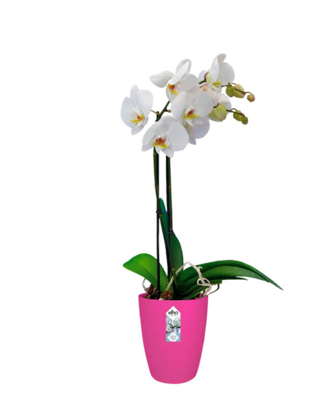 BRUSSELS ORCHID HIGH 12,5 doniczka na storczyki wiśnia / cherry red