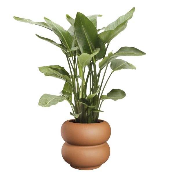 Amber Roll Low 43/40 designerska donica karmelowa