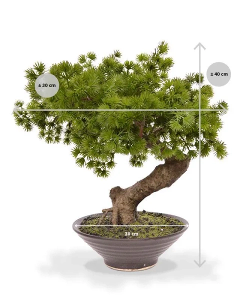 Sztuczny Bonsai Pinia Sosna 40 cm w ozdobnej doniczce