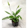 Skrzydłokwiat Spathiphyllum MK9/7 w hydroponice