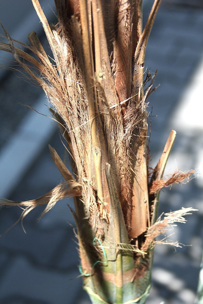 Sztuczna palma Areka 240 cm De Luxe