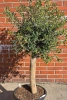 Oliwka europejska Olea europaea 165 cm