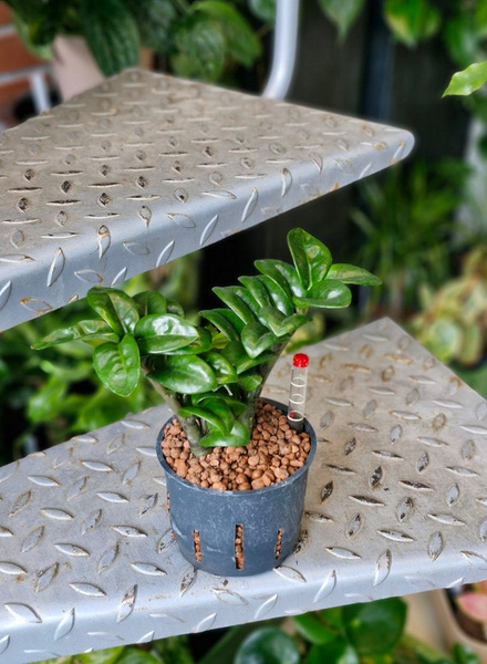 Zamioculcas Zenzi 25 cm MK11/9 w hydroponice