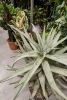Aloe dichotoma Stem aloes 110 cm