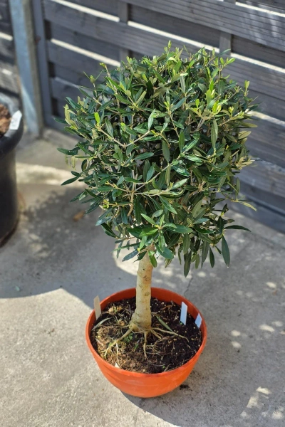 Drzewko oliwne 90 cm