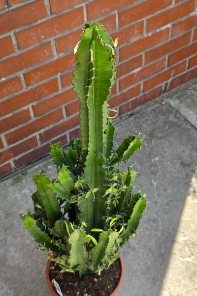 Kaktus Euphorbia erytrea 110 cm