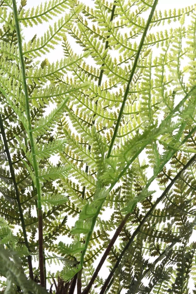 Sztuczna paproć drzewiasta Dicksonia 115 cm 21 liści