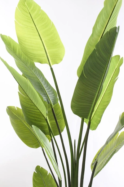 Sztuczna Strelicja nicolai wysoka 180 cm 13 liści