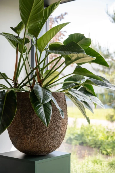 Gillard S 45/45 kulista osłonka brązowa naturalna ostryga oyster