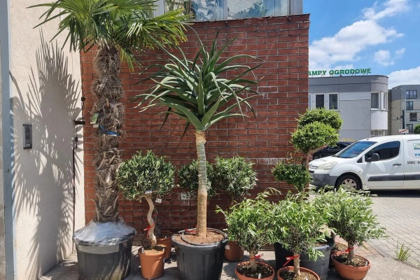 Aloe bainesii aloes 260 cm