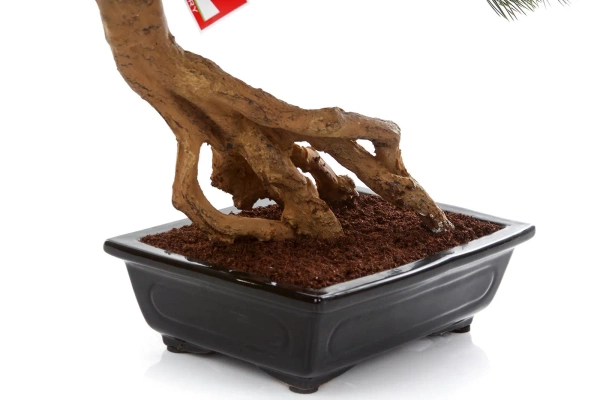 Sztuczny Bonsai Pinia Sosna Parviflora 55 cm w czarnej ceramicznej doniczce