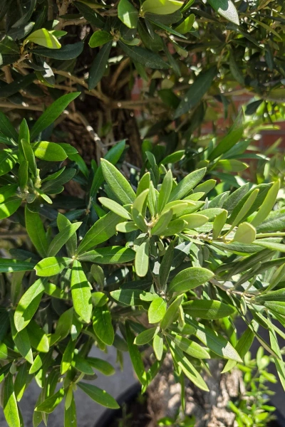 Olea europaea drzewko oliwne 180 cm