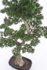 Sztuczny Bonsai Pinia 80x110 cm