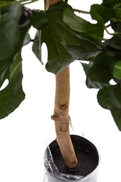 Sztuczne Drzewo figowe 110 cm