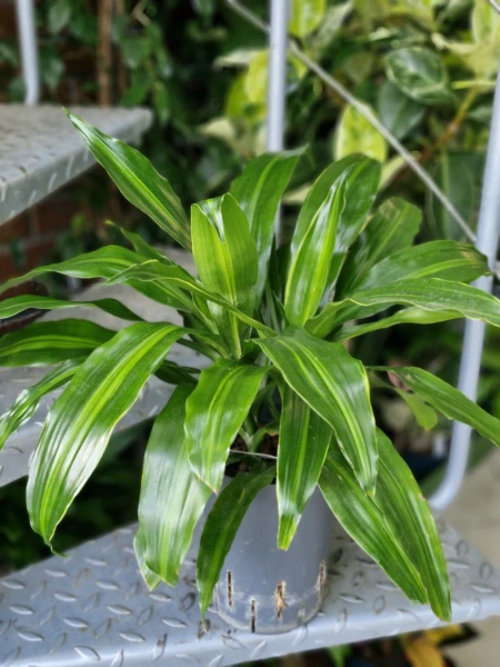 Dracena fragrans rainbow 50 cm MK15/19 w hydroponice