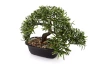 Sztuczny Bonsai Podocarpus 23x30 cm w doniczce