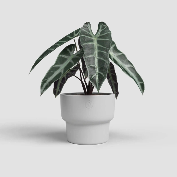 Echo High 24/20 szara osłonka ceramiczna na nóżce