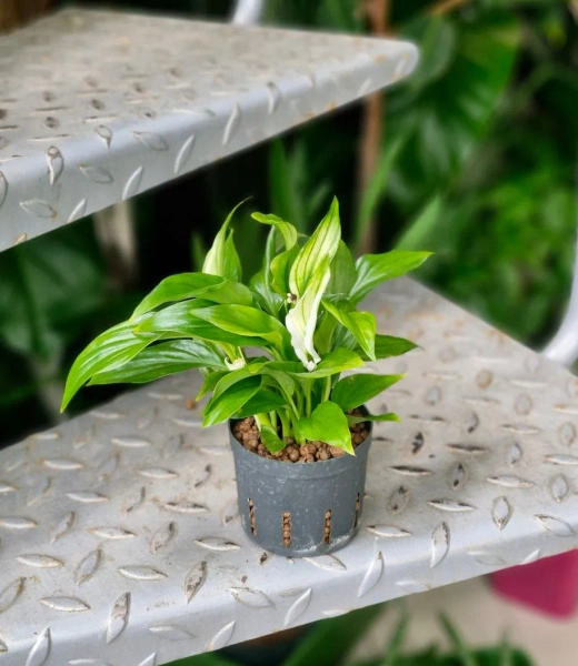 Skrzydłokwiat Pearl Cupido MK9/7 w hydroponice