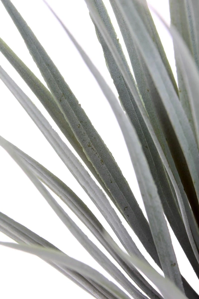 Sztuczna Juka Rostrata 93-100 cm