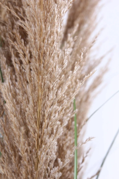 Sztuczna Trawa trzcinowa z kłosami 165 cm