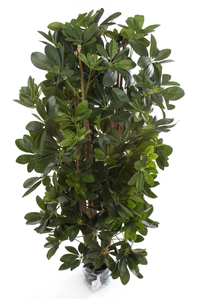 Sztuczna Schefflera gęsta na naturalnych pniach 120 cm deluxe
