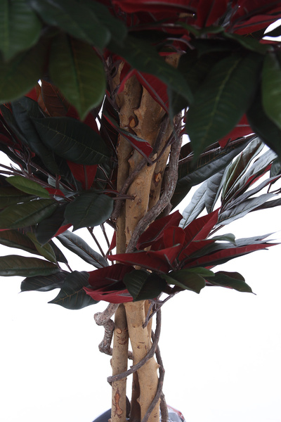 Sztuczny Fikus Capensia czerwonolistny 180 cm