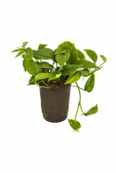 Epipremnum złociste (Scindapsus aureum) MK15/19 - pnącze