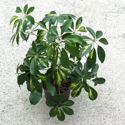 Schefflera Aboricola Nora 45 cm MK13/12