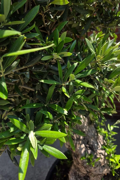 Olea europaea drzewko oliwne 180 cm